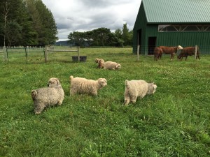 All 5 goats hang out in the pasture (with the cows in the background).