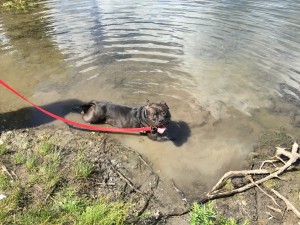 Shaffron flops in the mud at a nearby lake.