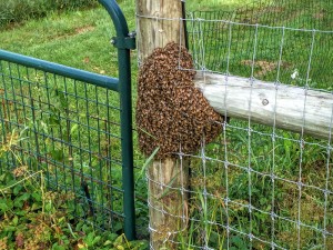 Bee Swarm