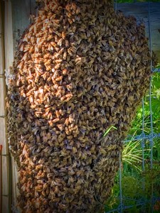 Bees 4