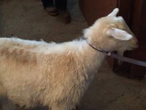 A goat on a dog leash as we led him out of the shelter.