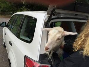 A goat trying to climb out of the back.