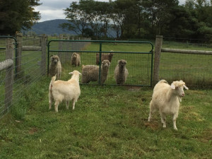 Oz and Elf see their new flock for the first time.