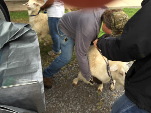 Loading the goats into the back.