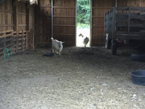 Oz and Elf explore the solar barn.