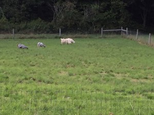 Oz and Elf grazing with the other goats