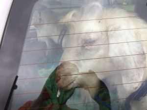 The goats look out the back window after loading.