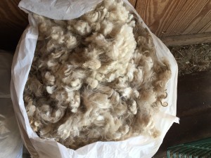 One of the 3 bags of mohair after shearing.