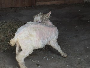 Butterbean after being sheared.