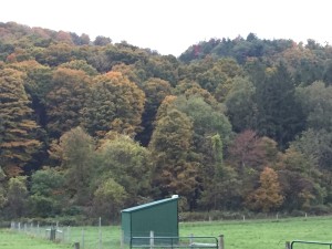 Fall Colors 1