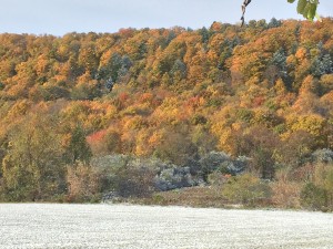 Fall Colors 10