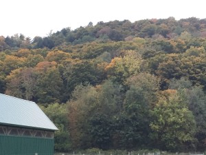 Fall Colors 2