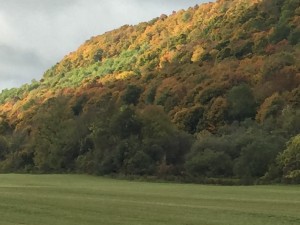Fall Colors 3