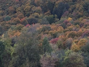 Fall Colors 4