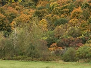 Fall Colors 5