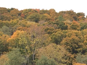 Fall Colors 6