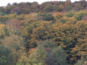 Fall Colors 8