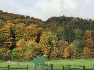 Fall Colors 9