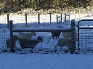 The goats in the snow covered pasture.
