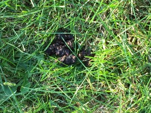 Possible bear poop at the edge of our pastures.