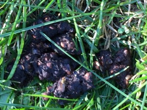 Closer view of the possible bear poop.