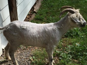 Rascal after being sheared.