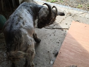 Ruby after being sheared.