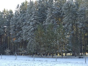Snow 4