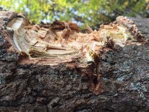 Close-up of an ax cut.
