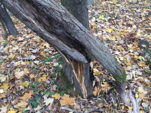 Close-up of the broken tree.
