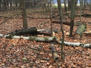 The trees after a visit from the tree service.