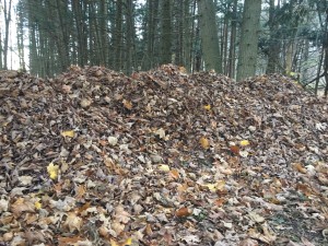 Leaf Compost Pile