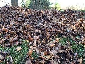 An example of the leaves in the yard before mowing / raking.