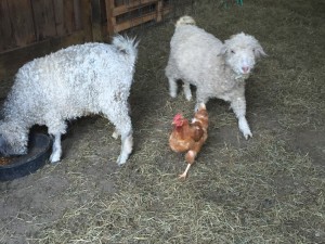 Mindy hangs out with Rosebud and Rascal.