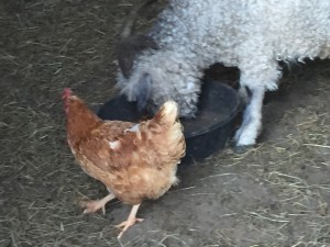 Mindy checks the grain bucket for extra grain.