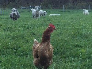 Mindy out in the field with the Goats