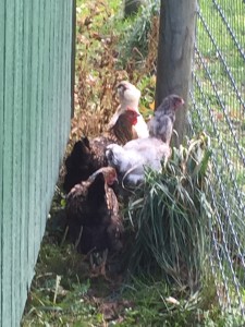 Several molting hens - you can see some missing neck feathers.