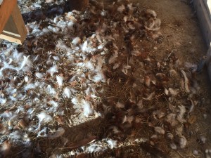 A big pile of feathers in the barn.