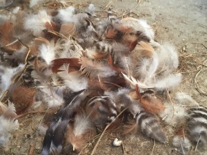 Pile of chicken feathers.