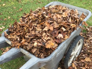 Wheelbarrow full of leaves.