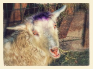 Elf eating hay during recovery.