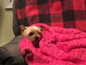 Penny curled up on her chair.