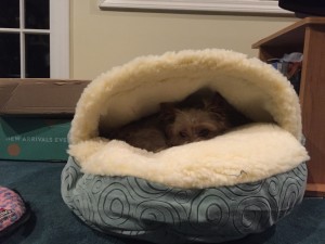 Penny in Cozy Cave