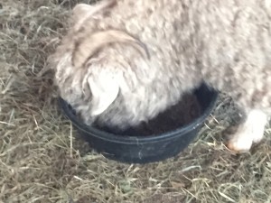 Rosebud using a rubber feeding bin on the ground.