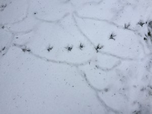 Rodent tracks with chicken tracks over top.