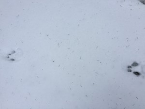 Rabbit tracks.