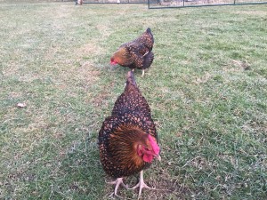 A couple of hens enjoying the sunshine.