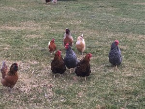 The chickens out in the field enjoying the early warm weather.