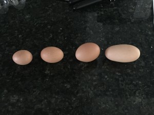 Different size eggs (likely from the same hen).