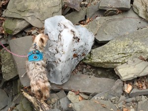 Penny checking out an ice chunk.